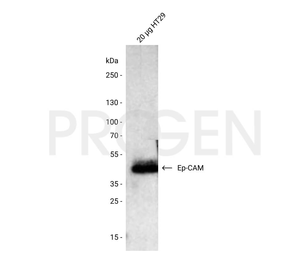 anti-EP-CAM mouse monoclonal, VU-1D9, ascites fluid