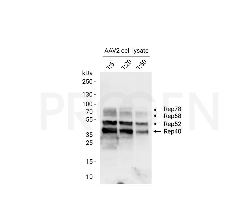 anti-AAV2 Replicase mouse monoclonal, 259.5, lyophilized, purified