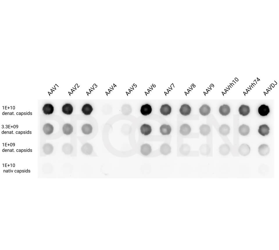 anti-AAV VP1/VP2/VP3 rabbit polyclonal (VP51), serum