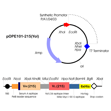 pOPE101 Expression Vector