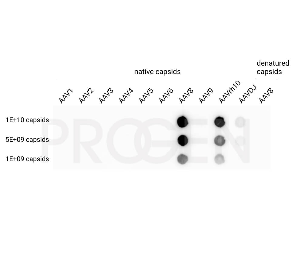 anti-AAV8/9 (intact particle) mouse monoclonal, ADK8/9, liquid, purified