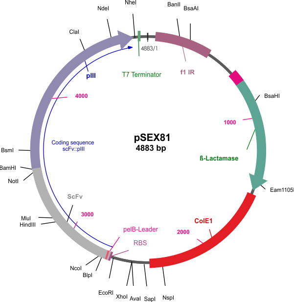 pSEX81 Surface Expression Phagemid Vector