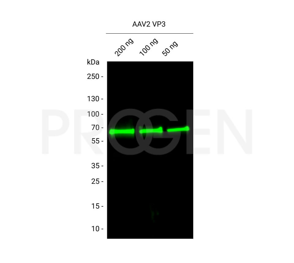 AAV2 VP3, recombinant protein 