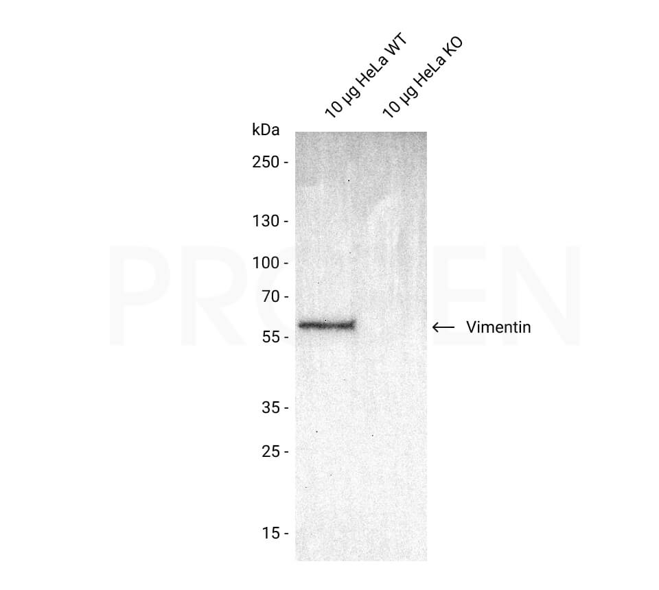 anti-Vimentin guinea pig polyclonal, lyophilized, purified