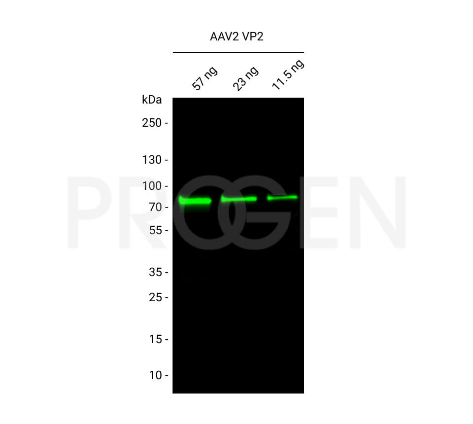 AAV2 VP2, recombinant protein 