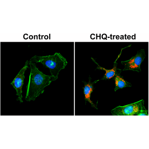 Immunocytochemical