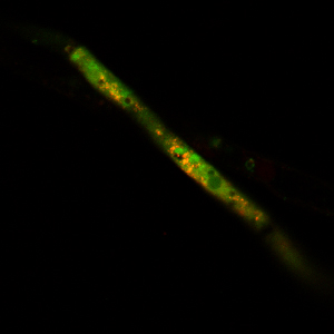 Yeast Live-or-Dye™ Fixable Live/Dead Staining Kit - Image 4