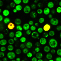 Yeast Live-or-Dye™ Fixable Live/Dead Staining Kit - Image 3