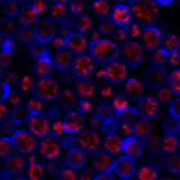 Yeast Vitality Staining Kit - Image 3