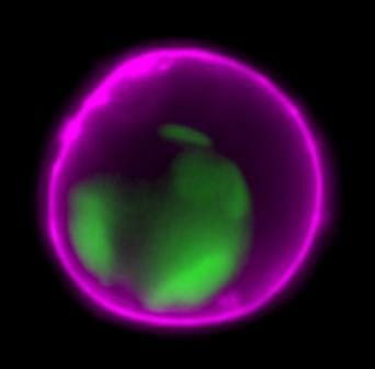 Annexin V Conjugates