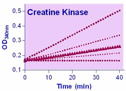 Creatine Kinase Assay Kit