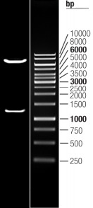 alpha 1 Antitrypsin (SERPINA1) (NM_000295) Human Tagged Lenti ORF Clone