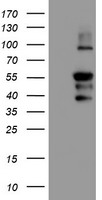 GADD34 (PPP1R15A) Mouse Monoclonal Antibody [Clone ID: OTI3D12]