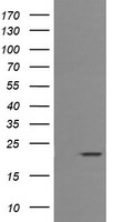 CD3E Mouse Monoclonal Antibody [Clone ID: OTI3E10]