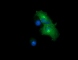 Chromogranin A (CHGA) Mouse Monoclonal Antibody [Clone ID: OTI2E12]