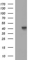 Oct4 (POU5F1) Mouse Monoclonal Antibody [Clone ID: OTI7H1]