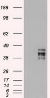 Oct4 (POU5F1) Mouse Monoclonal Antibody [Clone ID: OTI9B7]