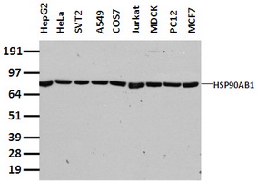 HSP90AB1 Mouse Monoclonal Antibody [Clone ID: OTI4C10]