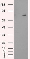 PTP epsilon (PTPRE) Mouse Monoclonal Antibody (Biotin conjugated) [Clone ID: OTI2C11]