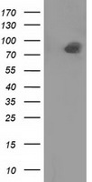 PTP epsilon (PTPRE) Mouse Monoclonal Antibody (Biotin conjugated) [Clone ID: OTI3B8]