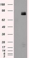 PTP epsilon (PTPRE) Mouse Monoclonal Antibody [Clone ID: OTI4B2]