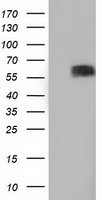 BTN1A1 Mouse Monoclonal Antibody (HRP conjugated) [Clone ID: OTI7B5]