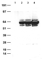 Rabbit monoclonal anti-HA tag Antibody, clone OTIR5B11