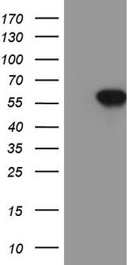 SOX9 Mouse Monoclonal Antibody [Clone ID: OTI2H10]