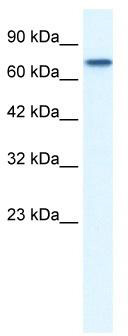 NUR77 (NR4A1) Rabbit Polyclonal Antibody