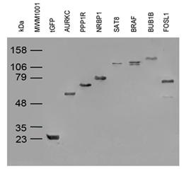 Mouse monoclonal turboGFP antibody, clone OTI2H8