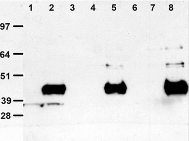 Clone OTI4C5, Anti-DDK (FLAG) Monoclonal Antibody, Magnetic Beads