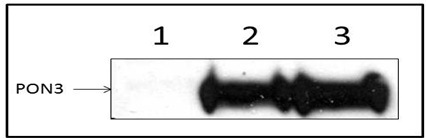 Mouse Monoclonal Myc Antibody, Clone 9E10, Magnetic Beads