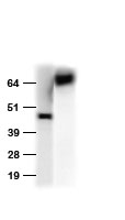 Anti-HA tag rabbit polyclonal antibody