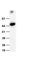 Anti-HA tag Goat polyclonal antibody