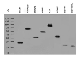 Clone OTI2B5, Anti-His mouse monoclonal antibody