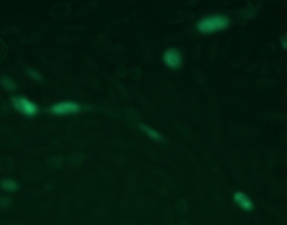 Clone OTI4C5, Anti-DDK (FLAG) monoclonal antibody, DyLight 488