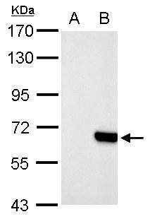 Anti-HA tag rabbit polyclonal antibody