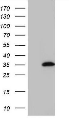 HA mouse monoclonal antibody, clone CB051