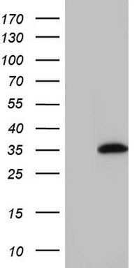 Carrier-free (BSA/glycerol-free) HA mouse monoclonal antibody, clone CB051