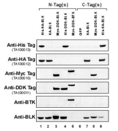 Anti-HA tag monoclonal antibody