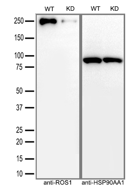 ROS1 Mouse Monoclonal Antibody (Biotin conjugated) [Clone ID: OTI1A1]