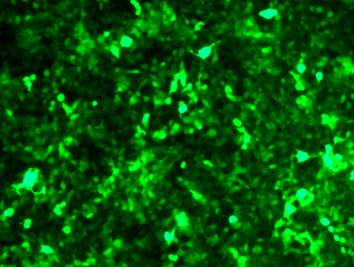 AAV2-CMV-GFP Control Particle