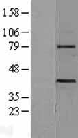 WNT3 (NM_030753) Human Over-expression Lysate