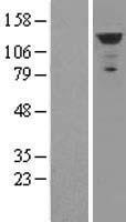 MDA5 (IFIH1) (NM_022168) Human Over-expression Lysate