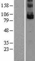 LGR5 (NM_003667) Human Over-expression Lysate