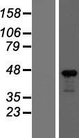 beta Actin (ACTB) (NM_001101) Human Over-expression Lysate