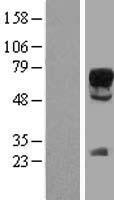 SOX9 (NM_000346) Human Over-expression Lysate