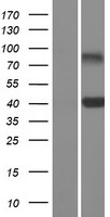 CLEC10A (NM_006344) Human Over-expression Lysate