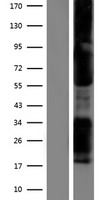 TBX21 (NM_013351) Human Over-expression Lysate