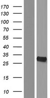 YRDC (NM_024640) Human Over-expression Lysate